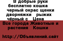 В добрые руки бесплатно,кошка,2.5черный окрас,щенки дворняжки,3 рыжих 1 чёрный,с › Цена ­ - - Все города Животные и растения » Кошки   